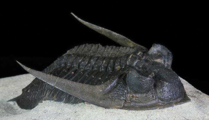 Zlichovaspis Trilobite - Excellent Preservation #66344